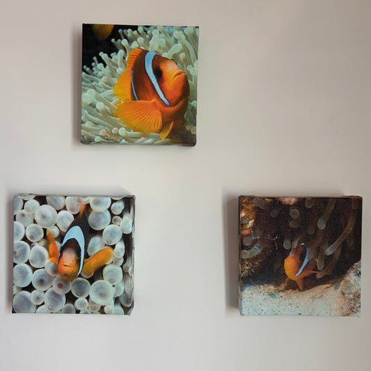 Clownfish Triptych - 6x6 Gallery Format (15.2cm)