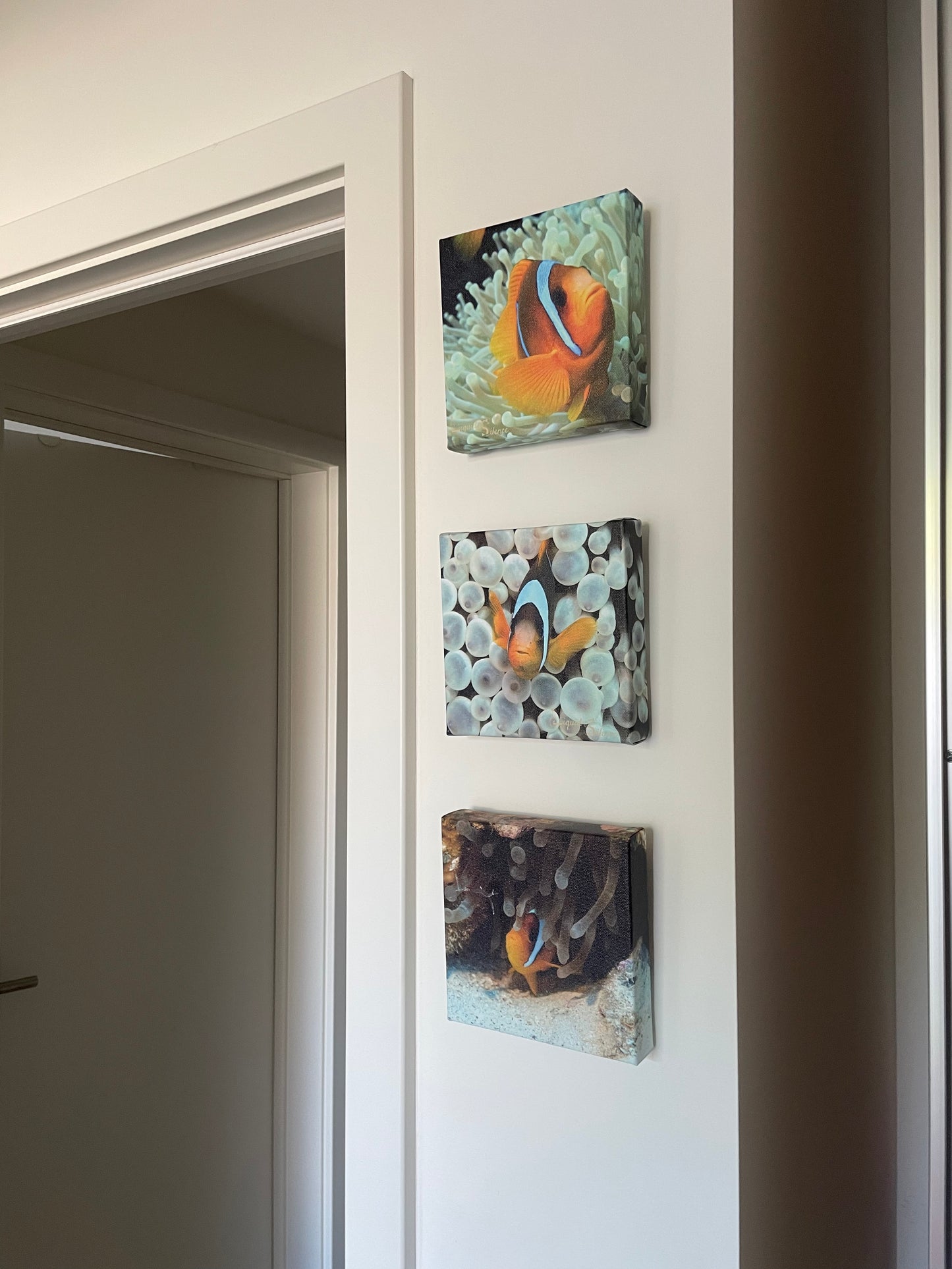 Tryptique Poisson-Clown - Format Galerie 6x6