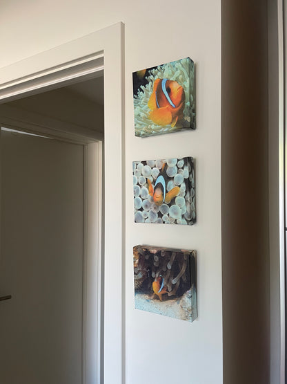 Clownfish Triptych - 6x6 Gallery Format (15.2cm)