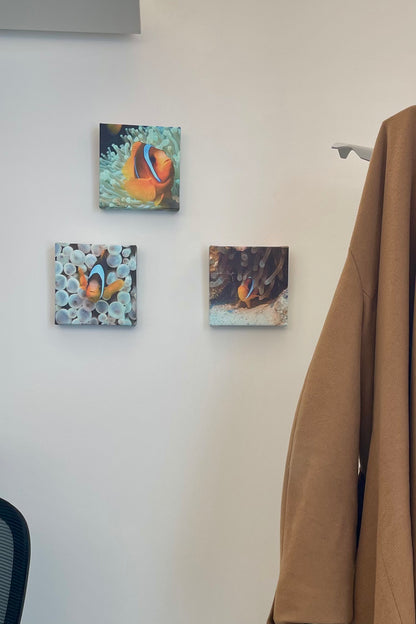Clownfish Triptych - Gallery Format 10"x10" (25.4cm)