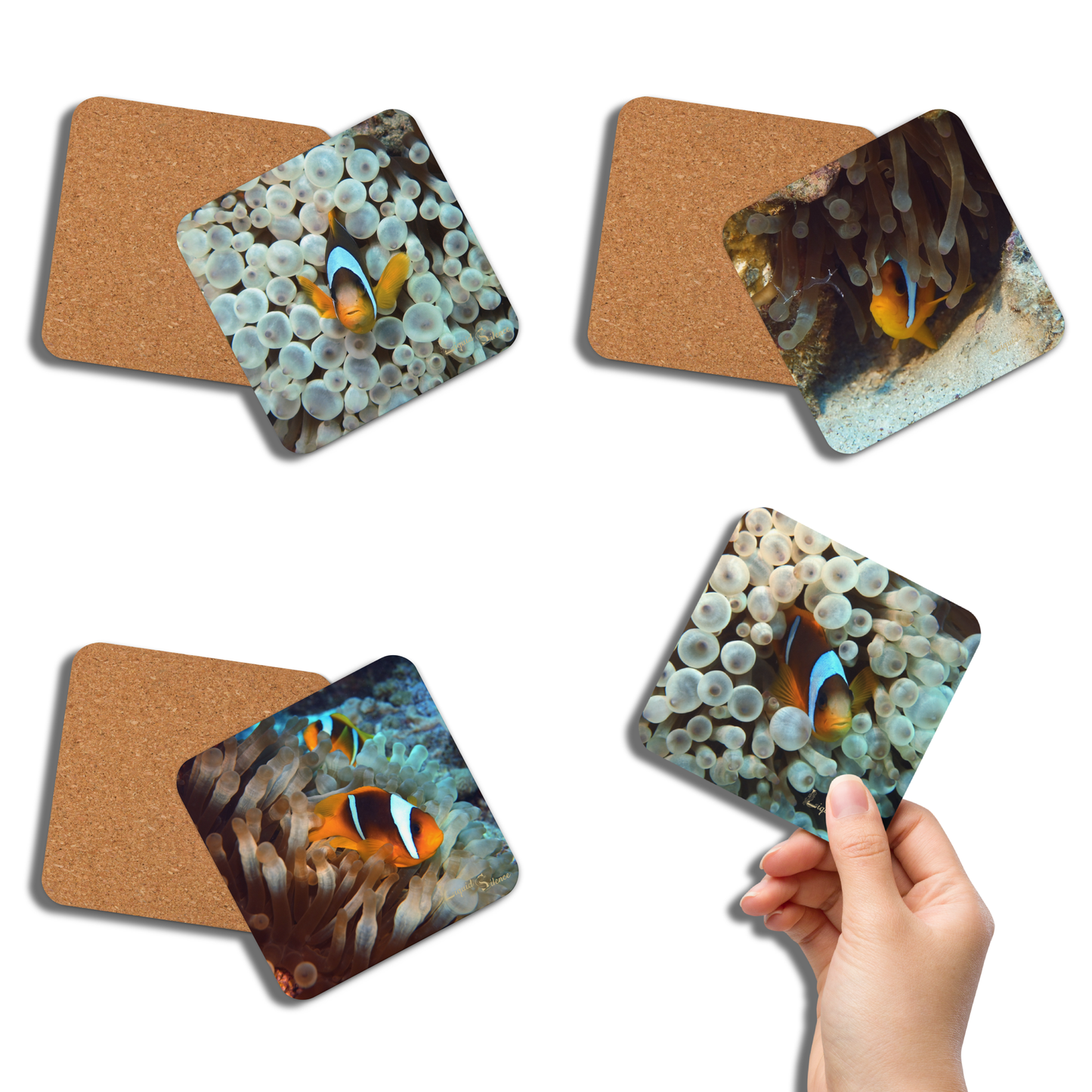 PACK OF 4 COASTERS - Clownfish Collection