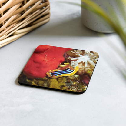 PACK OF 4 coasters - Nudibranch Collection