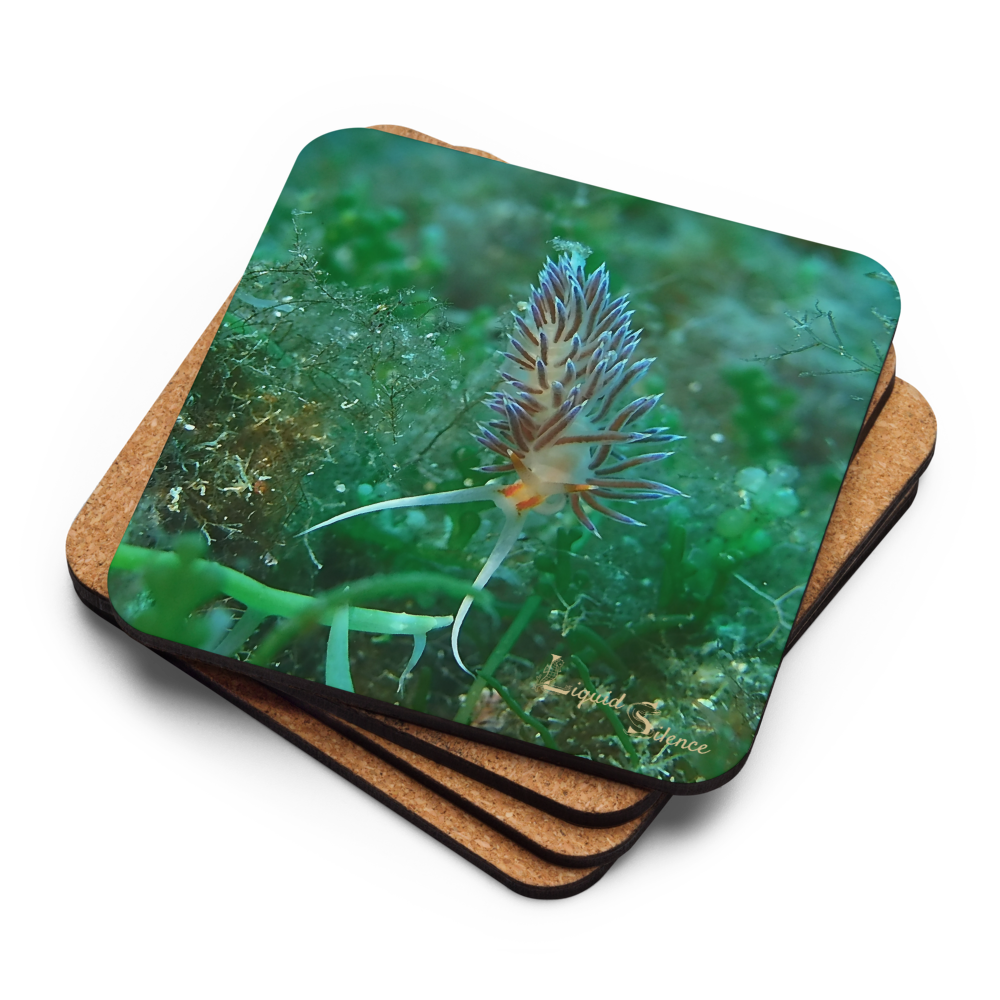 PACK OF 4 coasters - Nudibranch Collection