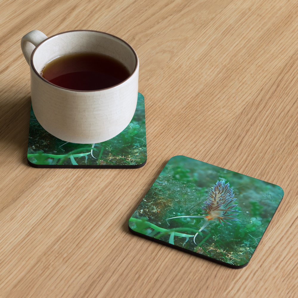 PACK OF 4 coasters - Nudibranch Collection