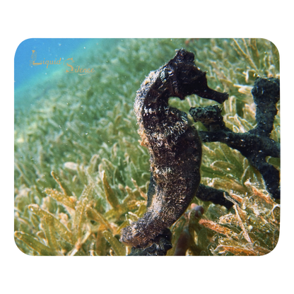 Mouse pad - Seahorse in seagrass - Free shipping